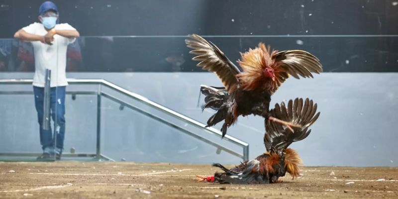 3 hình thức đá gà online