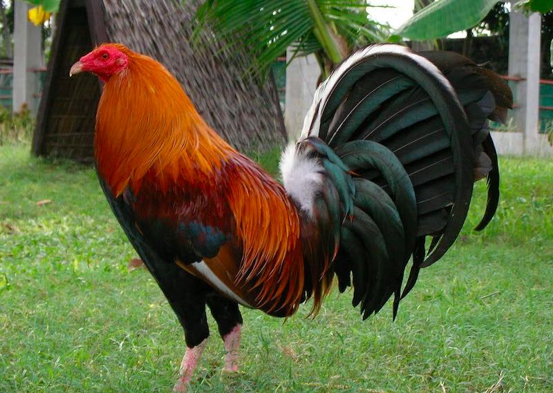 Gà Mỹ mang dáng vẻ dẻo dai, tốc độ nhanh và kỹ năng chiến đấu vượt trội