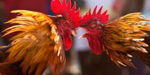 Các Thuật Ngữ Trong Đá Gà – Từ Điển Sư Kê Cần Biết Tại Jun88