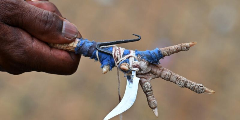 Cách nuôi gà đá chân mạnh từ giai đoạn đầu