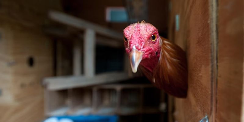 Cách nuôi gà đá tới pin – gà giống cổ dài