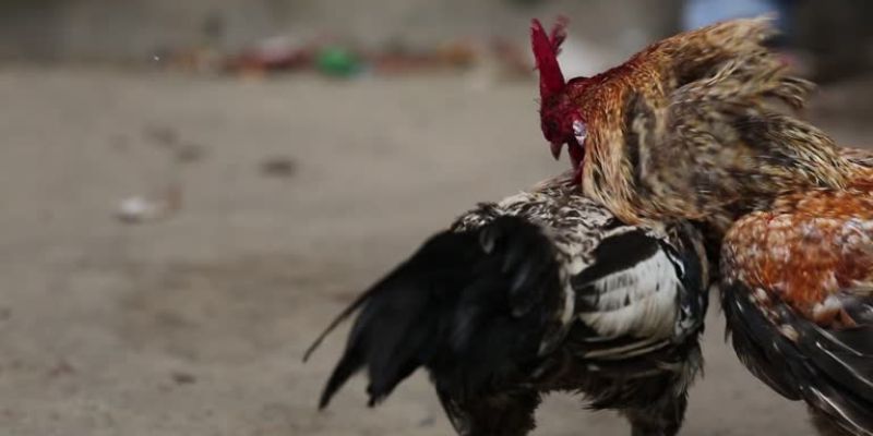 Cú đá hầu chí mạng đặc trưng của gà đá An Giang