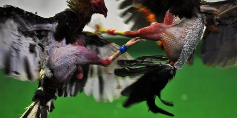 Cựa dao cong lưỡi hái và hệ thống kristo đặt cược