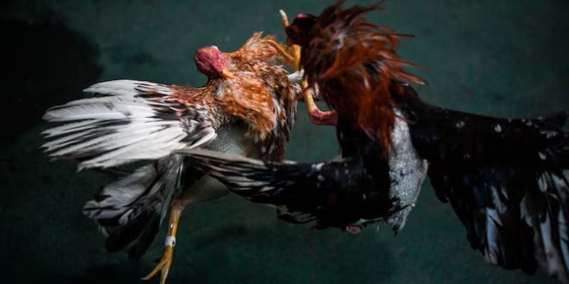 Đá gà cựa dao trực tiếp 11cm công khai