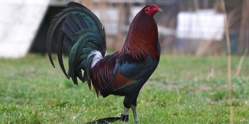 Gà Kelso tốc độ cao trong top 5 gà đá cựa sắt hiếm gặp