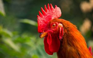 Gà chiến có mồng đỏ tươi, dáng gọn thể hiện sự sung sức và tinh anh - Cách chọn mồng đá gà