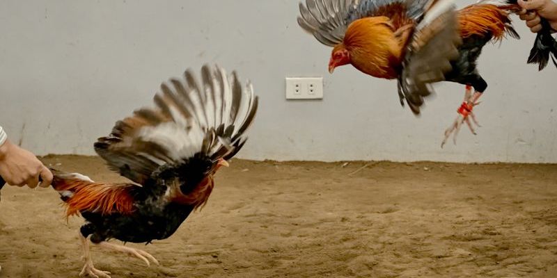 Kinh nghiệm nuôi gà Mỹ giữ vững phong độ