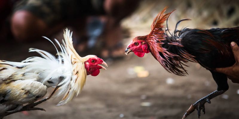 Livestream Full HD trường Thomo tại gà đá C5