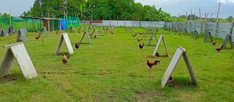 Mô hình dinh dưỡng nuôi gà đá