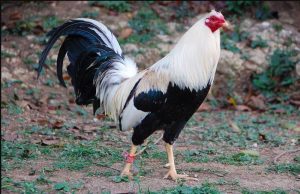 Gà Thái có phong cách chiến đấu biến hóa và sức bền vượt trội - gà đá cựa sắt