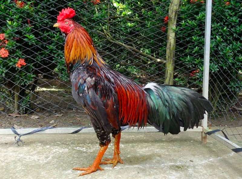 Chọn gà chọi nên dựa vào dáng đi, tiếng gáy và phản ứng linh hoạt của chúng